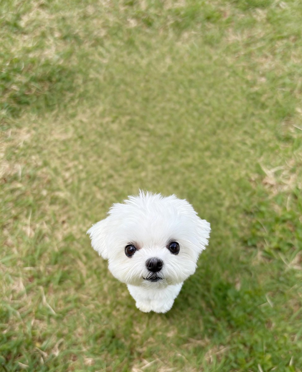 rice_0520's tweet photo. らいたんが小人になっちゃった、、、こんなかわいい小人らいたんなら世界中に溢れてくれ…🐻‍❄️🤍    #pr https://t.co/AZEZUdeY8d