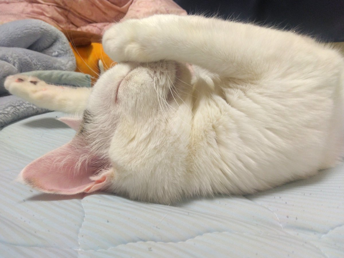 taiyoff's tweet photo. ばくすいねこ https://t.co/XynxN7xDvl