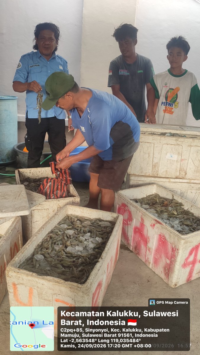 AbrahamMuhiddin's tweet photo. Kamis/24/09/2026 
Kegiatan Produksi Pemasaran Udang Vanname Hasil Tambak Sederhana Milik Sekretaris Pokdakan Matahari dlm Pendampingan Akses Pasar Bersama Bapak Hasanuddin  Muarrif di Kel. Sinyonyoi  Kec. Kalukku Kab. Mamuju Provinsi Sulbar.
#BPPSDMKP
#satminkalmaros
#puslatluh https://t.co/n6IqVc13Ib