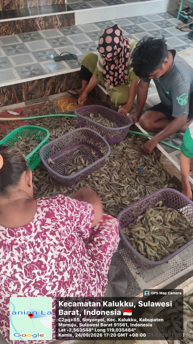 AbrahamMuhiddin's tweet photo. Kamis/24/09/2026 
Kegiatan Produksi Pemasaran Udang Vanname Hasil Tambak Sederhana Milik Sekretaris Pokdakan Matahari dlm Pendampingan Akses Pasar Bersama Bapak Hasanuddin  Muarrif di Kel. Sinyonyoi  Kec. Kalukku Kab. Mamuju Provinsi Sulbar.
#BPPSDMKP
#satminkalmaros
#puslatluh https://t.co/n6IqVc13Ib