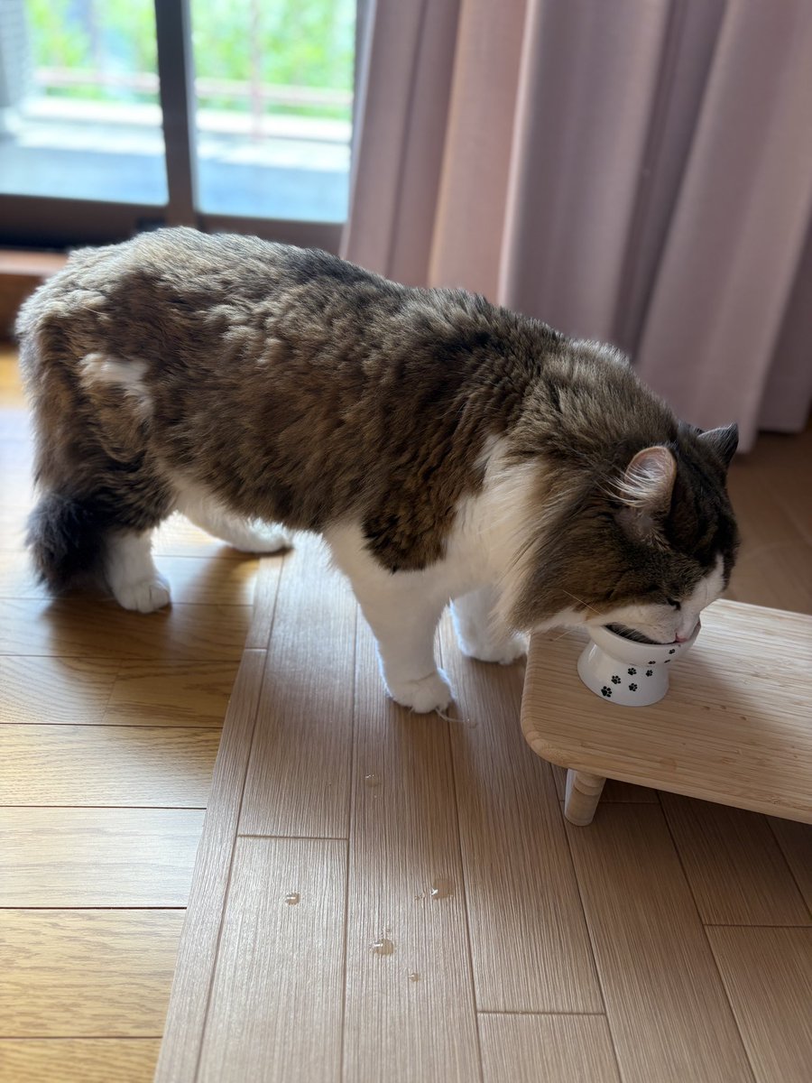 tamachia2's tweet photo. とらちゃん帰国‼️

#猫のいる暮らし
#猫好きさんと繋がりたい https://t.co/41FW8857AQ