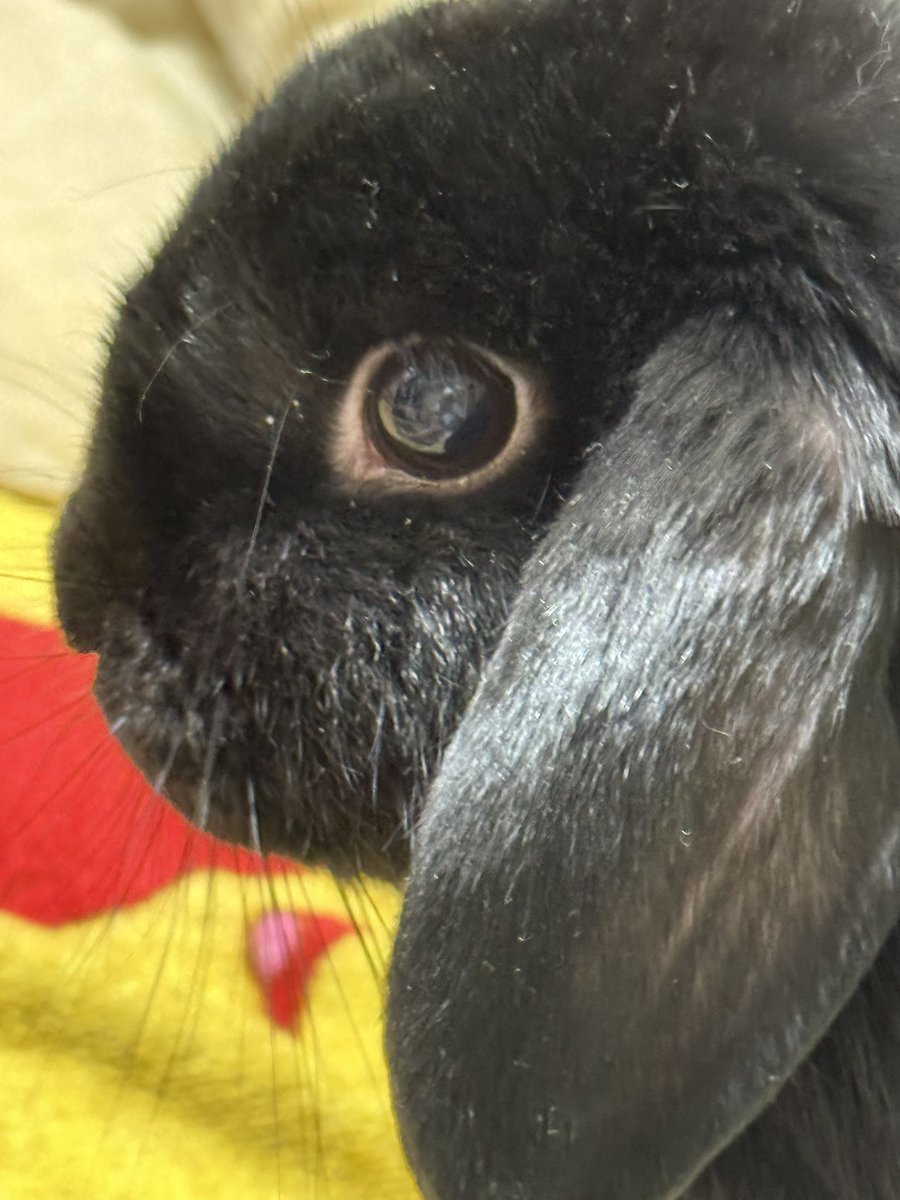 setoseto002's tweet photo. 0924 #うさぎ #ロップイヤー #ロップイヤーラビット #ロップイヤーラビットの女の子 #へやんぽ🐰 https://t.co/mANwLy5M5v