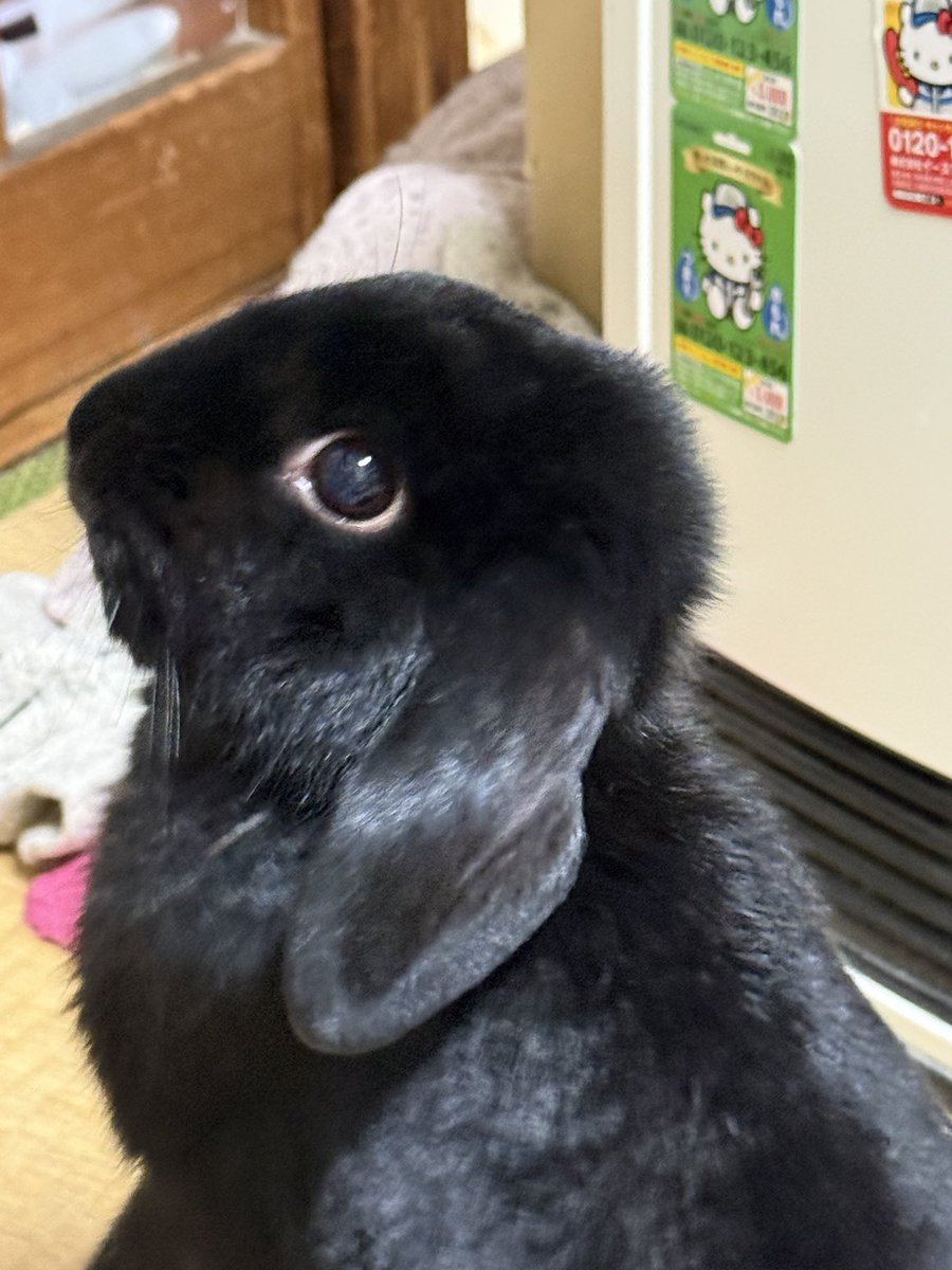 setoseto002's tweet photo. 0924 #うさぎ #ロップイヤー #ロップイヤーラビット #ロップイヤーラビットの女の子 #へやんぽ🐰 https://t.co/mANwLy5M5v