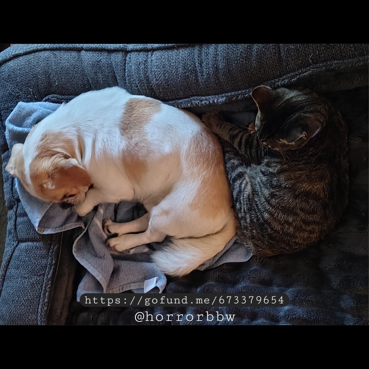 horrorbbw's tweet photo. My apt flooded with wastewater 2x. I need help to relocate with my pets &amp; replace some of what we've lost (food, clothing, hygiene, etc.). If you are unable to donate to my GoFundMe, please "like" this post &amp; share my fundraiser link. https://t.co/34gp9xQMKN @gofundme https://t.co/kAqAcHwxWV