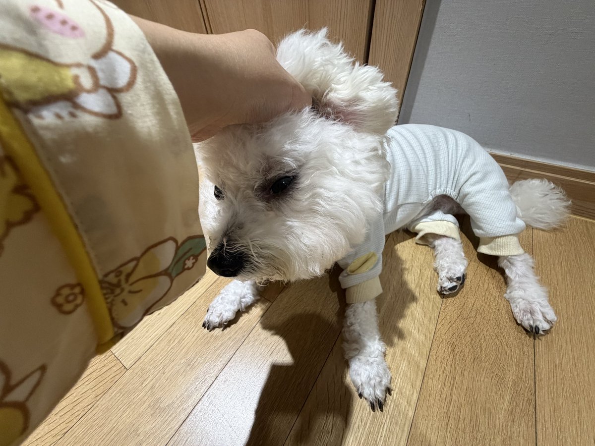 bigheadlemm's tweet photo. 개 토벌 왈료 https://t.co/pWbvY9UgEt