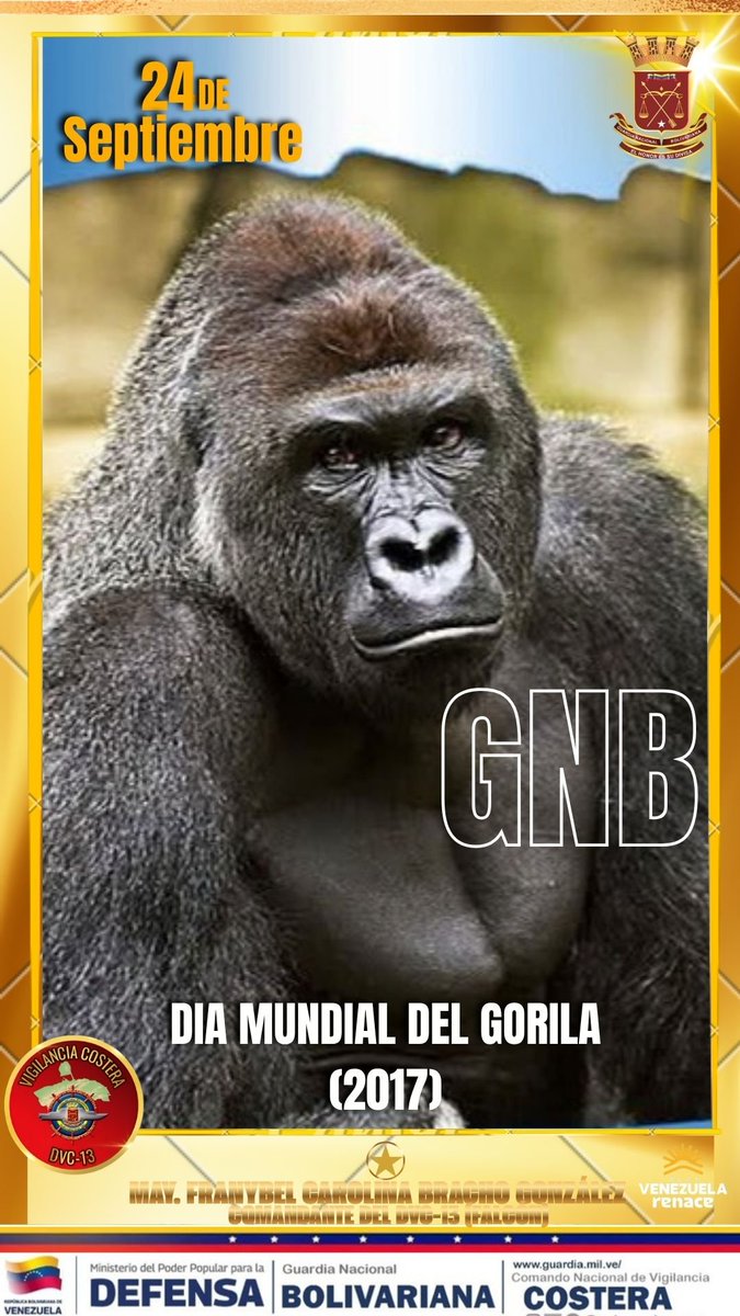GNBDVC13's tweet photo. 📆Efemérides Desde el 24 de septiembre de 2017, se celebra el Día Mundial del Gorila, es una jornada internacional dedicada a la protección y conservación de estos primates y sus hábitats, que comenzó al conmemorar el 50.º aniversario del Centro de Investigación Karisoke. https://t.co/AVi8iRgM6o