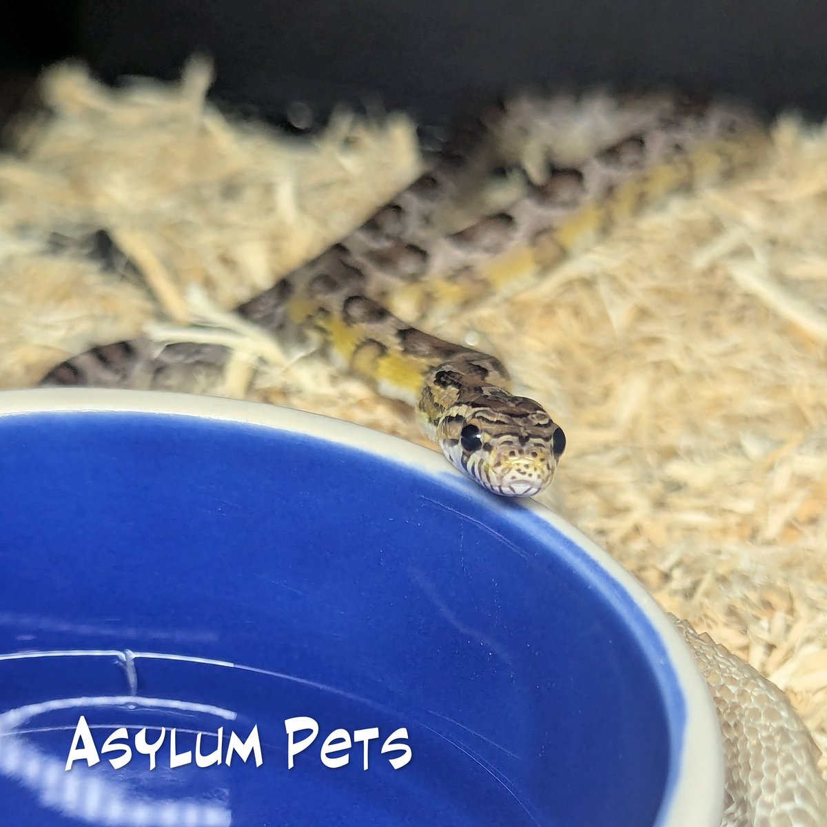 AsylumPets49509's tweet photo. Check out these two absolutely handsome male corn snakes that are available here at the Asylum! Each of these stunning reptiles features a completely unique pattern and truly striking, vibrant coloration that needs to be seen in person to be fully appreciated.
Corn snakes are widely considered the gold standard for pet reptiles, especially for beginners, thanks to their famously docile temperament, highly manageable adult size, and very straightforward care requirements. They are generally incredibly gentle, slow-moving, and rarely exhibit any signs of aggression, making them a fantastic choice for first-time owners. With the right husbandry and care, these resilient snakes can grow to be between 4 and 5 feet long and can live well into their 20s.
Pro tip for new keepers: While they are great pets, young corn snakes are notorious experts at finding even the tiniest gaps in their habitat. A secure, locked enclosure lid is absolutely essential to keep your new companion safe and sound.
Stop by the Asylum today to meet these two dapper gentlemen in person and take a look at our full selection of corn, and other snakes. Our knowledgeable team is here to help you get everything you need, from heat sources to substrates, to ensure your new enclosure setup is perfect for your new arrival!
#asylumpets #cornsnakes