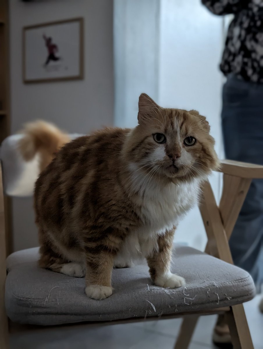 peatsch's tweet photo. regardez toustes mon chat!!!!!!! il a 10 ans 1 oreille en moins mais trop beau!!!!!! https://t.co/RWxiUA9NQf