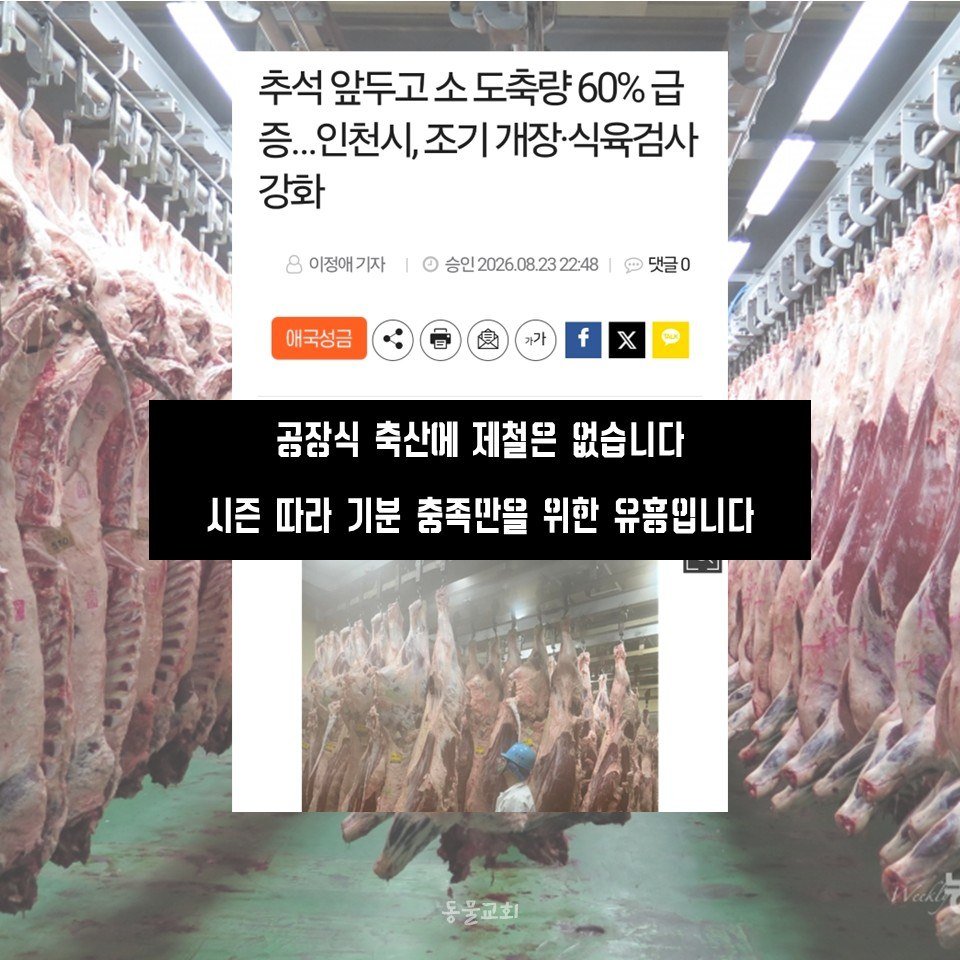 animalmoim's tweet photo. 대량 학살은 선물세트가 아닙니다. 폭력을 사고 파는 일은 문화가 아닙니다.
공장식 축산에 제철은 없습니다. 시즌 따라 기분 충족만을 위한 유흥입니다. 영양 과잉의 시대, 이제 보양이 아닙니다. 폭력은 문화도 풍요도 아닙니다.
살아 있는 땅, 평등 평화가 풍요입니다. 한가위에는 평등을 나누세요. https://t.co/Re6OriKoyI