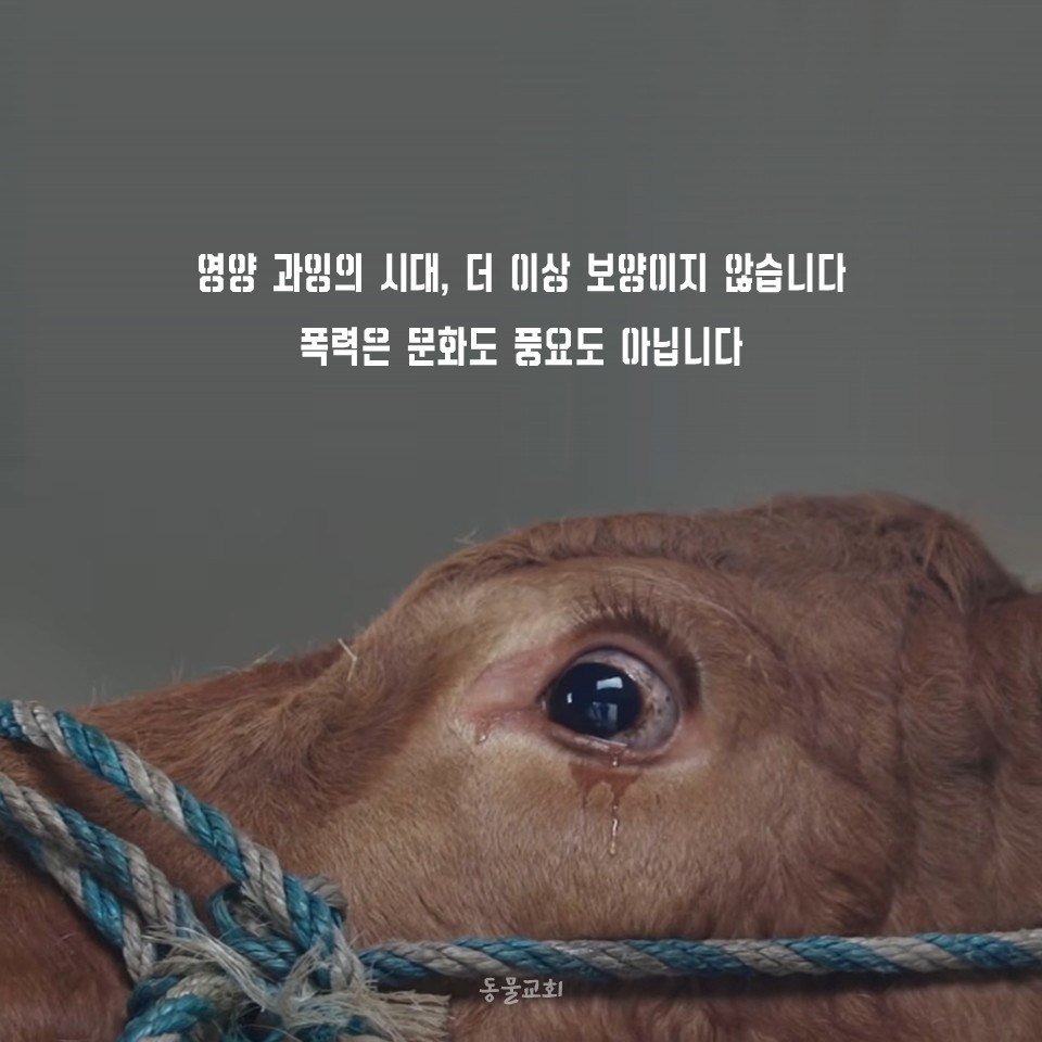 animalmoim's tweet photo. 대량 학살은 선물세트가 아닙니다. 폭력을 사고 파는 일은 문화가 아닙니다.
공장식 축산에 제철은 없습니다. 시즌 따라 기분 충족만을 위한 유흥입니다. 영양 과잉의 시대, 이제 보양이 아닙니다. 폭력은 문화도 풍요도 아닙니다.
살아 있는 땅, 평등 평화가 풍요입니다. 한가위에는 평등을 나누세요. https://t.co/Re6OriKoyI