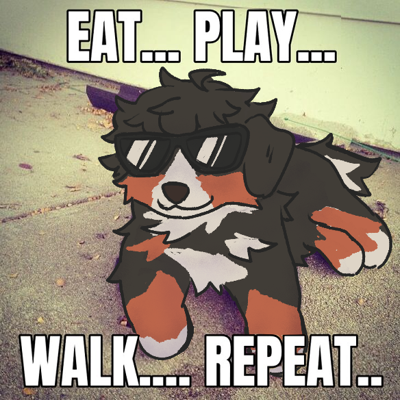 Icantrlysleep's tweet photo. swag on little pup https://t.co/RR82q4sXqt