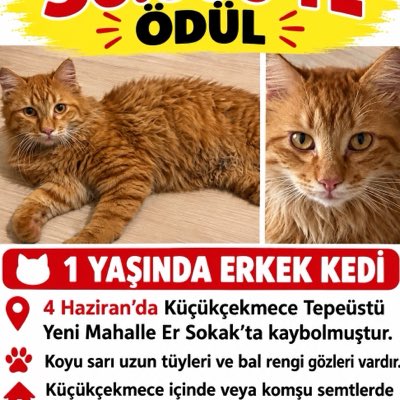 kedibebek1's tweet photo. #YeniProfilResmi https://t.co/DuXW11t2vZ