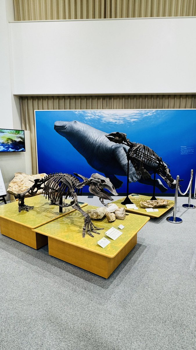 skyblack_kanon's tweet photo. シルバーウィークに1泊2日で道北の海岸線をぐるっと走ってきました
まずはオホーツクミュージアムえさし
普段間近で見ることの出来ない野生動物などの剥製がたくさん展示されてました
#オホーツクミュージアムえさし #北海道 #枝幸町 https://t.co/2Aijo5K5XV