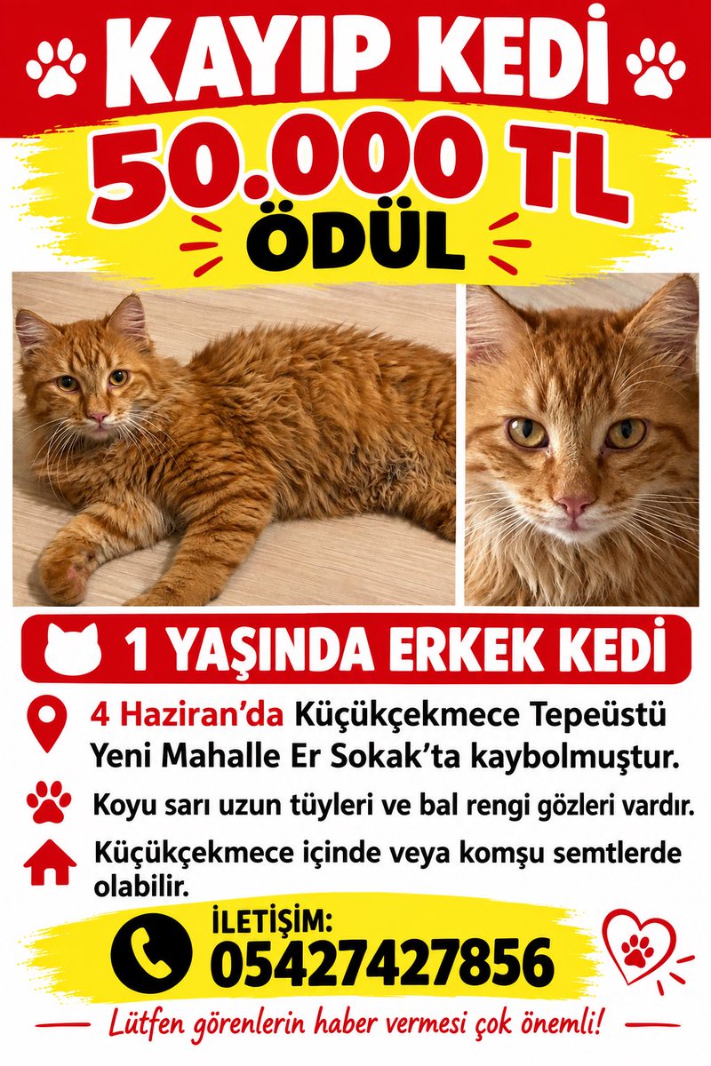 kedibebek1's tweet photo. 1 yaşında erkek kedi 4 Haziran’da Küçükçekmece Tepeüstü Yeni Mahalle Er Sokak’ta kayboldu. Tüyleri diğer sarı kedilere göre uzundur ve çok koyu sarıdır. Gözleri bal rengidir. Adı Bebek’tir. İsmine gelir. Haftalardır aralıksız arıyorum. #kayıpkedi #kedi #küçükçekmece https://t.co/9FFRuxAxBG