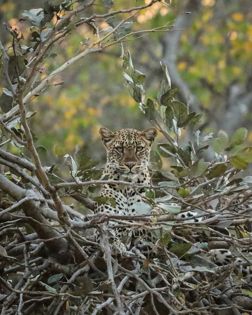 safariuk's tweet photo. Sometimes, you just need a little more time to discover what makes a destination so special. When Mandi and Jon came to us to plan their second African safari, Joe took the time to understand how they like to travel and what they wanted from their adventure... https://t.co/4CTKk3N59b