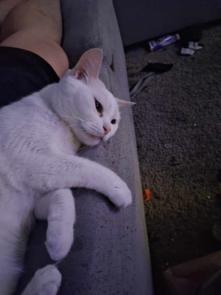 nothim7514's tweet photo. Anybody wanna cat?catch? Can't keep Keke at my new place https://t.co/ZQK95a2cMP
