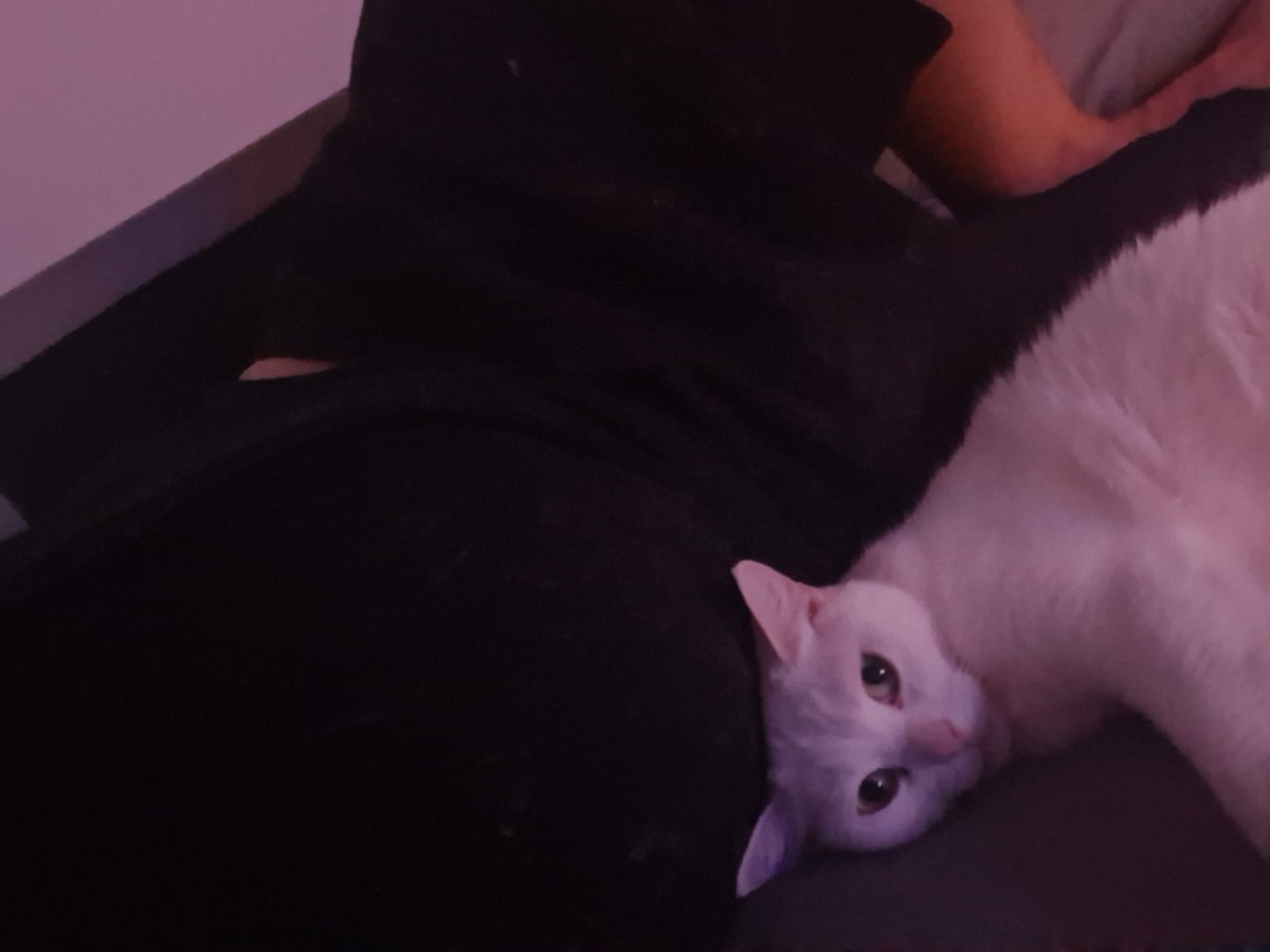 nothim7514's tweet photo. Anybody wanna cat?catch? Can't keep Keke at my new place https://t.co/ZQK95a2cMP