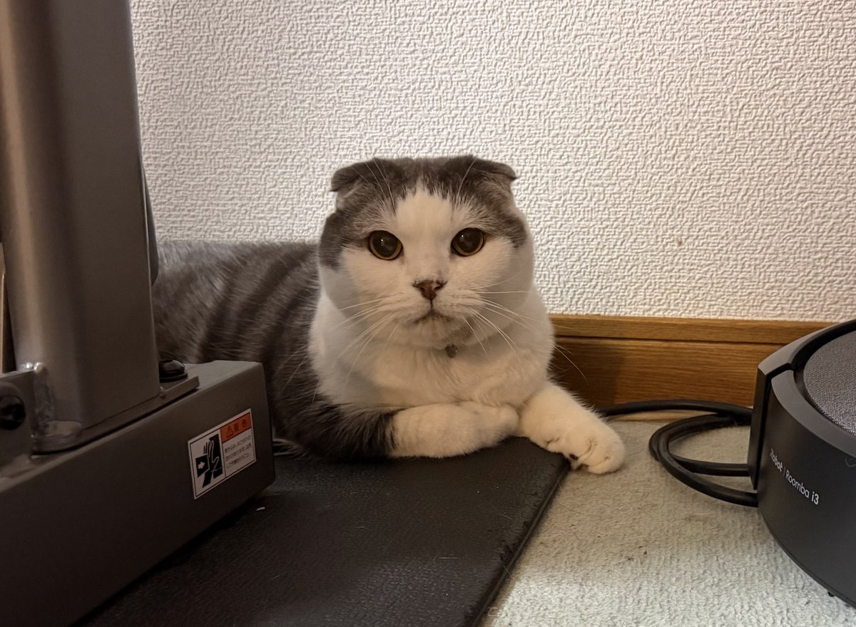 cat3293's tweet photo. ちょむすけ🐈 https://t.co/gorJ0ftFTp