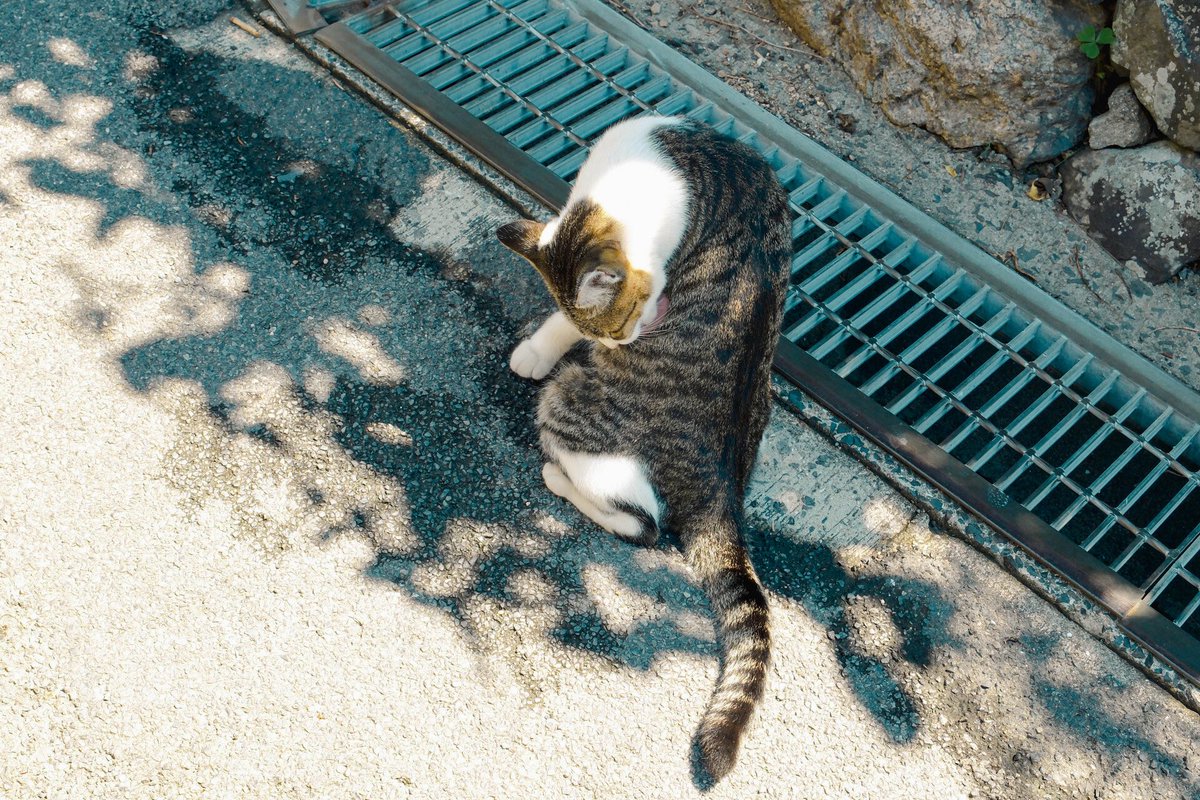 bukkisab's tweet photo. 猫まみれの島🐈 https://t.co/dlbc2n8jKU