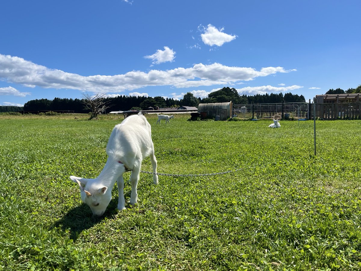 bkc4t's tweet photo. またヤギに会えた🐐ﾞ 無花果のピザ、めちゃうまコーヒーなどで満たされた一日 https://t.co/u5ja305MKu
