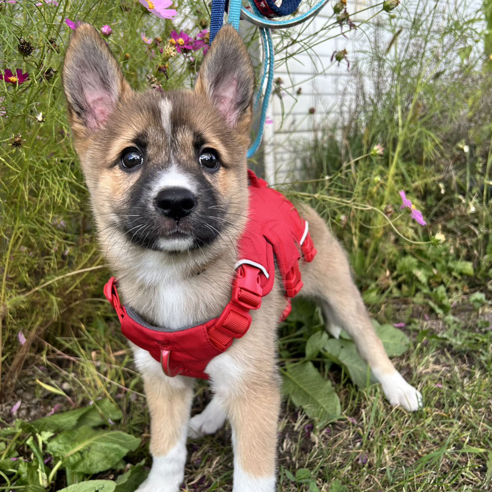 shipponokai's tweet photo. 【今週末9/26(土) あいまる さっぽろ保護犬譲渡会 ― 参加子犬ご紹介✨】

今週末9月26日(土)、HOKKAIDOしっぽの会は、 札幌市動物愛護管理センター あいまる さっぽろ 様の土曜開庁に合わせて 保護犬譲渡会を開催いたします。

当日は、当会で保護した野犬の子犬たち、 協力ボランティア様の子犬、 あいまる さっぽろ様で保護されている猫たちにも会っていただけます。 会場は 1階の犬の運動場です。

譲渡会初デビューとなる野犬の子犬たち10頭余りが参加予定🐶 

いずれも厚岸町で保護された兄妹などで、体格差はありますが 成犬時には 15kg前後 と見込まれています。
また、会場では 野犬の現状を伝えるパネル展示も行います。

道東地域では野犬の繁殖が続き、子犬の保護が相次いでいます。掬っても救ってもこぼれ落ちてしまうような状況で、成犬の野犬になってしまう子も少なくありません。

特に厚岸町では子犬が生まれ続け、親犬の保護まで手が回らない状態が続いています。 浜中町や根室管内でも同様の課題があり、 群れの固定化による近親交配で障がいを持って生まれる子も報告されています。

ぜひ会場でご覧いただきたい内容です。

🐶 あいまる さっぽろ × HOKKAIDOしっぽの会「保護犬譲渡会」  
 📅 日時：2026年9月26日(土) 
⏰ 時間：10:00〜15:00 
📍 会場：札幌市動物愛護管理センター あいまる さっぽろ 1階 
住所：札幌市中央区北22条西15丁目3-6 
🚗 駐車場あり（台数に限りがあります）

🐶 参加予定の子犬たち（推定2か月）
しっぽの子犬8頭＋協力ボランティアさんの子犬1頭をご紹介します🐾
ライナス・チャーリー・サリー（3兄妹）

銀・チリ・ローラン・オリヴィエ・シュナ（内定）（5兄妹）

ルノー（兄妹なし／銀たちと一緒に育つ）
ゴメス（協力ボランティアさん／銀たちの兄弟）
※混合ワクチン・駆虫済 ※去勢・避妊手術／健康診断／マイクロチップ装着は譲渡前に実施

🍊 ひそかに人気のミカンも参加します
📍 ミカン（推定7ヶ月／女の子）   臆病で神経質ですが、ゆっくり人との関わり方を学んでいます。 まだ人に甘える様子はありませんが、ミカンなりに少しずつ心を開き始めました。 ツン多めのミカンです🍊
🐾 子犬紹介

📍 ライナス   おっとり優しい男の子。食いしん坊で骨格が大きく、大物になりそう。 体は大きいけれど、とても小心者。

📍 チャーリー   抱っこは苦手だけど、人恋しい寂しがり屋に成長。 サリーとそっくりですが、黒い模様の入り方が違います。イケメン男子。

📍 サリー（内定）   困り顔がかわいい女の子。甘えん坊で撫でられるのが大好き。 神経質で大きな音が苦手ですが、素敵な出会いがあり内定しました。

📍 ローラン   食べるの大好き。淡いグレーの瞳がかわいい男の子。 見学者がいても呑気に寝ています。

📍 オリヴィエ   おっとりマイペース。ヘソ天でよく寝る優しい男の子。

📍 ルノー   少し人見知りが出てきましたが積極的で賢い子。 巻しっぽがチャームポイント。食べる時は1粒ずつ丁寧派。

📍 銀   体が大きい甘えん坊。人が大好き。 トイレはほぼペットシーツでできるようになりました。

📍 チリ   体が小さく困り顔がかわいい女の子。 怖い時は人にしがみつく甘えん坊。ツンデレで愛情深い子。

📍 ゴメス（協力ボランティアさん）   おっとりした性格。兄弟と離れて寂しそうでしたが、元気を取り戻し活発に成長中。

🐾 しっぽの会からのお願い

📍 譲渡前アンケートのご記入をお願いします。

📍 医療措置   避妊・去勢／混合ワクチン／駆虫・駆除／マイクロチップ／健康診断または血液検査 ※譲渡は医療処置完了後

📍 譲渡費用   医療費実費＋マイクロチップ登録料（800〜1,050円）＋事務手数料（3,300円） 譲渡代金は 25,000円〜 を予定 ※団体ごとに譲渡条件は異なります ※当日連れて帰ることはできません

🌱 野犬の現状を知る機会として
道東では野犬の繁殖が続き、保護が追いつかない状況が続いています。 今回の譲渡会が、現場の課題を知っていただく機会になれば幸いです。

📍 ご予約不要です。   皆さまのお越しを心よりお待ちしております。
📞 HOKKAIDOしっぽの会 
電話：0123-89-2310 
メール：info@shippo.or.jp

#保護犬 #譲渡会 #野犬 #子犬 #保護犬と暮らす #保護犬を家族に #あいまるさっぽろ #hokkaidoしっぽの会 #飼い主さん募集 #厚岸町 #長沼町 #北海道