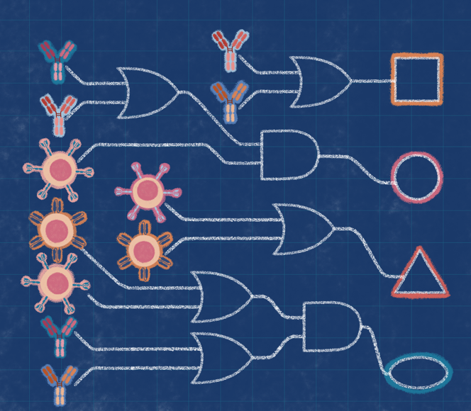 Blood Cancer Discovery (@BCD_AACR) — #IMS26 — conference slide