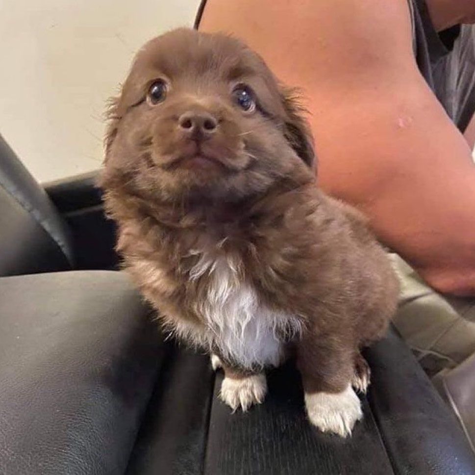 koobutton's tweet photo. Graduated from the University of big eyed puppyford https://t.co/BECNOYlMsC