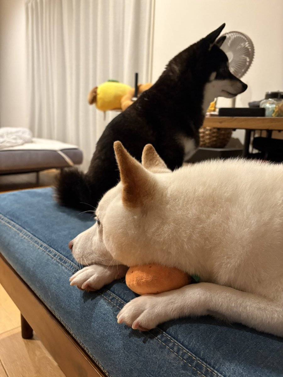 ytk8109's tweet photo. それぞれすぎる

#柴犬 #黒柴 #白柴 #shibainu https://t.co/7Z8ypa1qJk