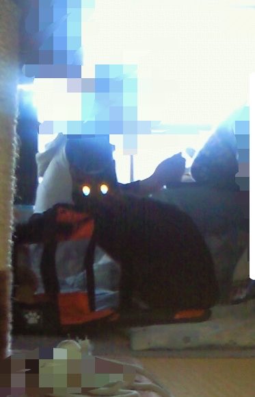 nanatokml's tweet photo. 逆光の黒猫🐈‍⬛
目からビームが出そう😂

ガラケー時代の写真です📷 https://t.co/H7ea9H3lg9