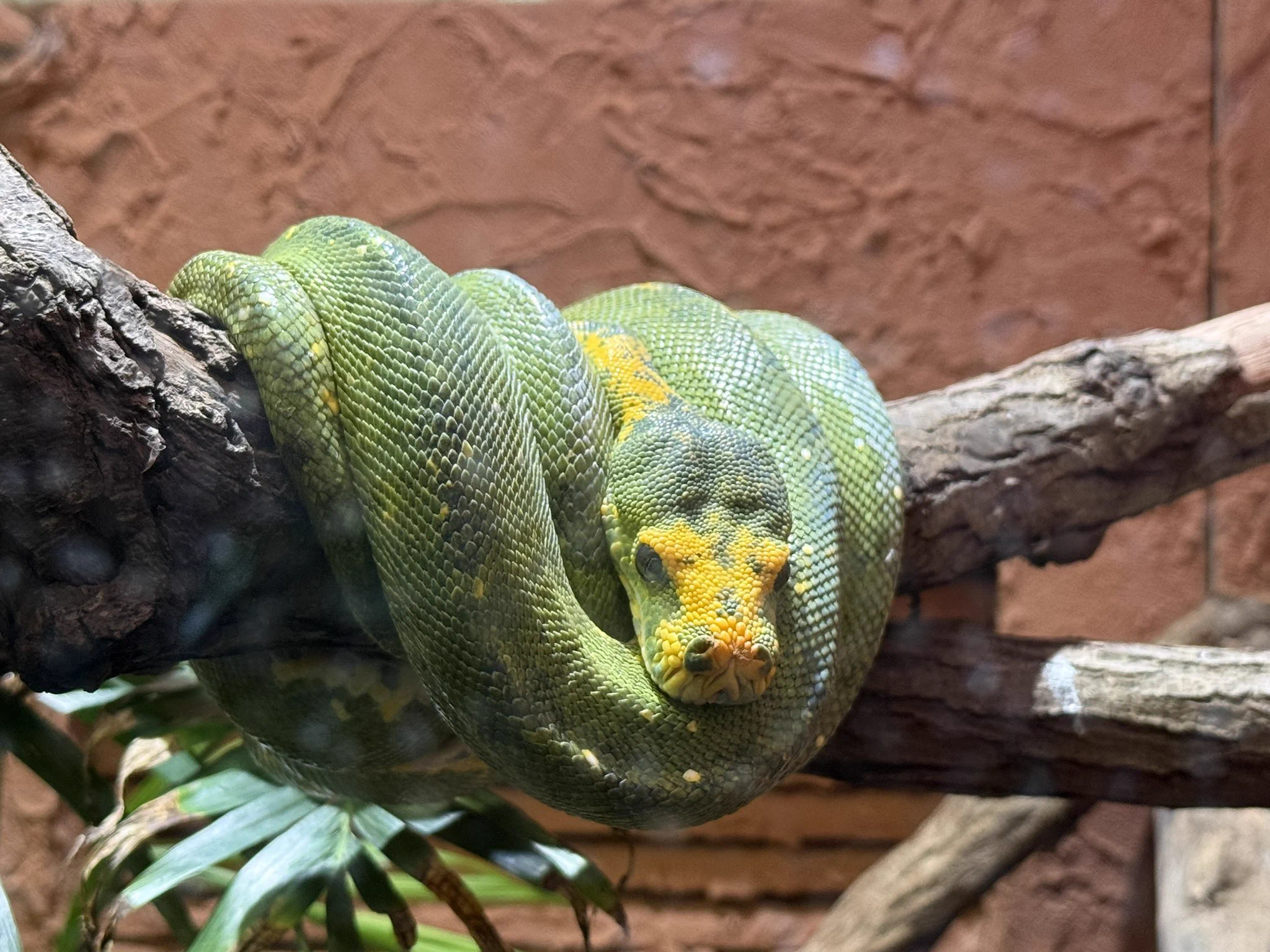 カメちゃんの子断捨離中(プロフ確認) ☦︎︎ 𝐊𝐀𝐎𝐑𝐈 ☦︎︎ on X: 