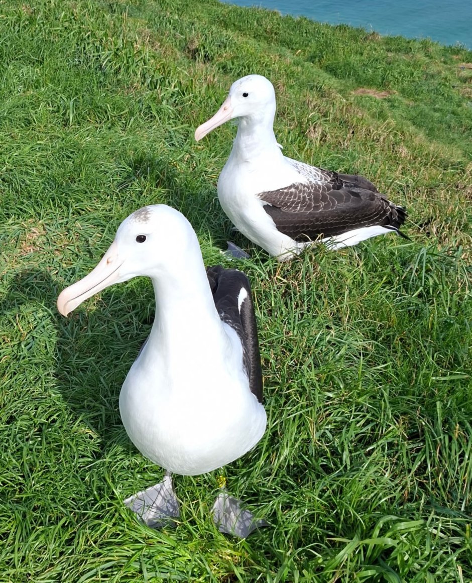 RoyAlbatrossCam's tweet photo. 9/24 🔔Its Time to Ring the Bells🔔

Bells will be rung at 1pm Friday, September 25, 2026 (NZST) to celebrate the arrival of the first toroa YA50, for the 2026/27 breeding season.
https://t.co/ozOeI21dLG
https://t.co/kX3fiR2EZz
Image credit: DOC. YA50 and a chick https://t.co/EP7ssyaW1R