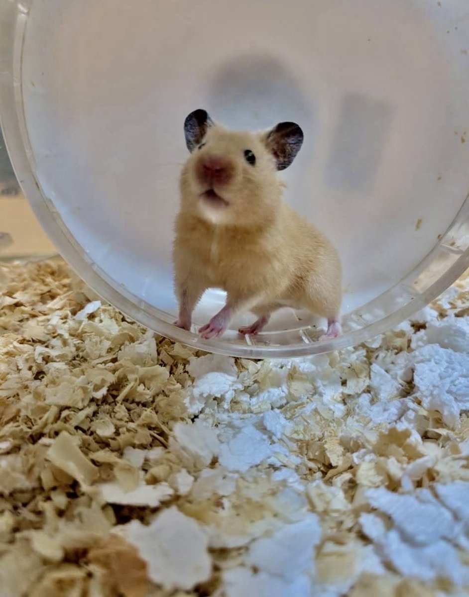 Yuuki_wanco's tweet photo. キンクマハムスターをお迎えしました🐹

ビビリくんだけど運動神経抜群な子です
これからよろしくね💕 https://t.co/Uwbdsrz0wx