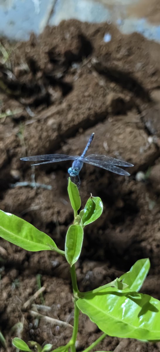 allikkulam's tweet photo. Insect Thursday https://t.co/zjsptN1TWy