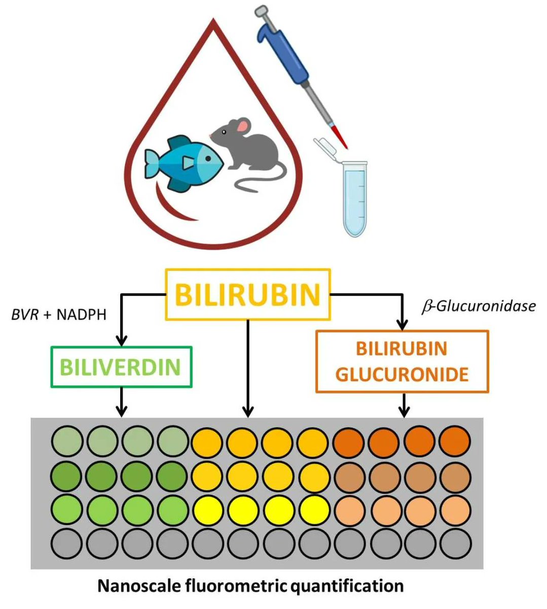 Biosensors_MDPI's tweet photo. 📣Call for Reading:
#Article
Quantification of #Biliverdin, #Bilirubin and #Bilirubin #Glucuronide in Micro-Samples of #Animal #Blood
By @spassamonti et al.
https://t.co/sfYa8o0Dt6
#Biosensor #OpenAccess #Fluorometric #Assay #Nanoscale https://t.co/KrooNHKjpW