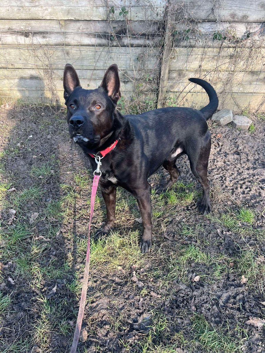 gsrescueelite's tweet photo. That Questionable Shep from the #Essex kennels is still looking for his new home. Storm is 4yrs old and he is a friendly boy who can live with older kids but he would like a pet free home please 
#dogs #germanshepherd 
https://t.co/PTSrAaVc5W https://t.co/iM6L9T1iyP