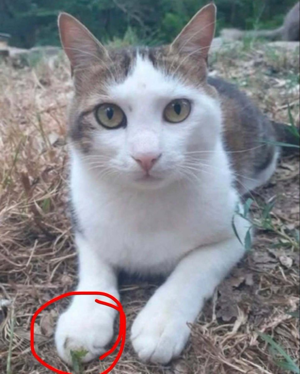 vigipets's tweet photo. 🟠 🐱 Chat perdu le 04/05/2025 à Rocbaron (83136).
Race : Européen / Âge : 3 an(s)
Sami / Mâle / Identifié(e) : Oui
☎️ 0760102242
📧 anaismostacchi06@gmail.com
#chatperdu #chattrouve #chat #perdu #trouve https://t.co/Y9n0CS8lyD