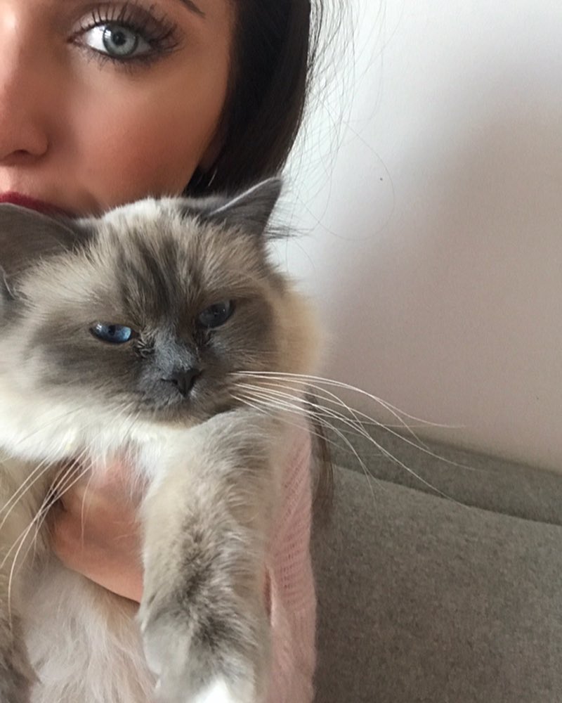 Nova0413_'s tweet photo. Cat I keep it 🐯❤️ . https://t.co/Y6b1mX9RPC