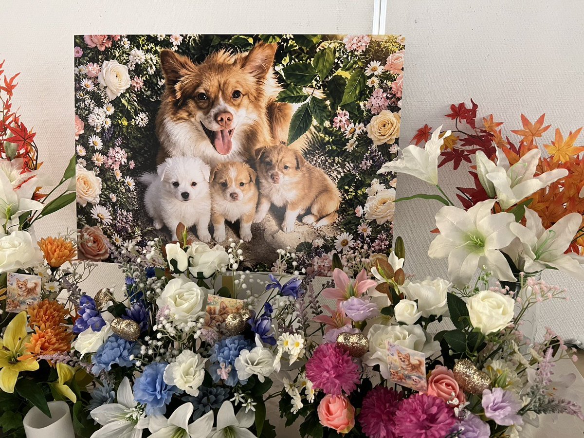 pchip3's tweet photo. 動物虐待防止の会での写真。 https://t.co/qEitP749qU