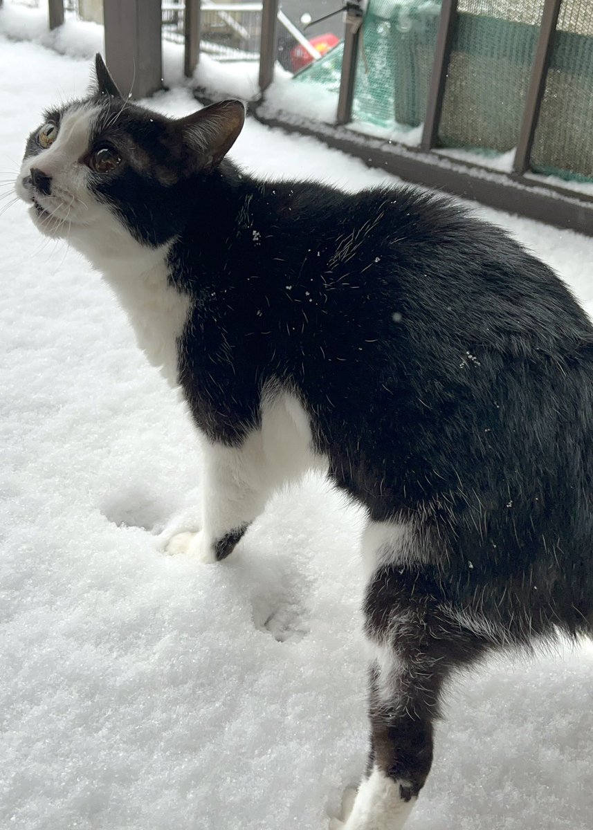 tsubasa526's tweet photo. 猫19歳の誕生日🎂
元気に長生きしてください🫶 https://t.co/WK2Ml4V1g2