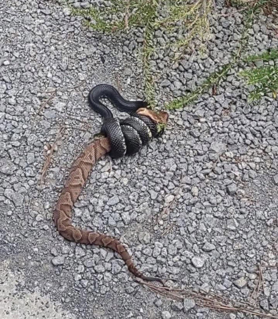 1Nicdar's tweet photo. And this folks is why you never k*ll a black snake. ⬇️ https://t.co/HrC3a1UHww