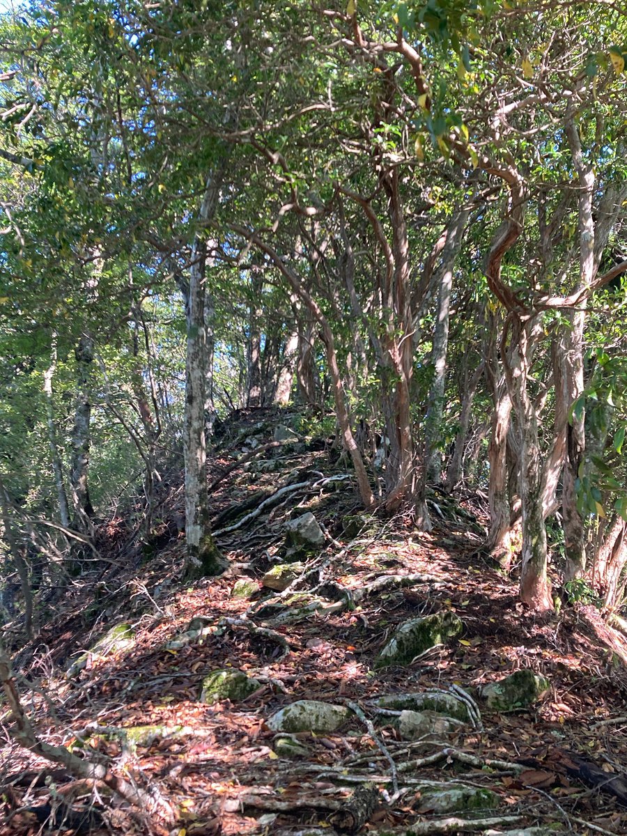taruruto797's tweet photo. 奥多摩の奥部にある天目山を登ってきた。下山中にヒメオオクワガタ見つけたよ！ https://t.co/legaUgzVbn