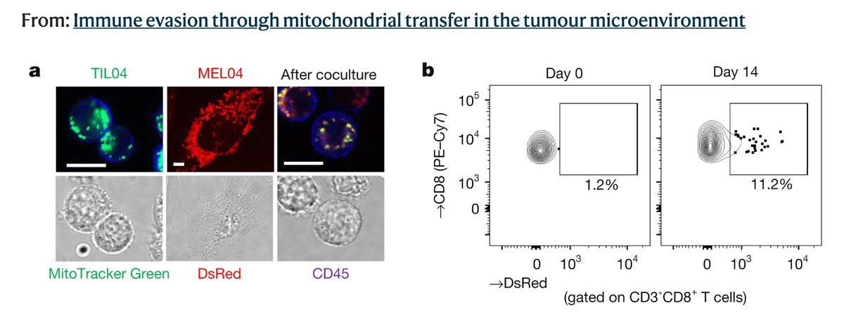 agingroy's tweet photo. Tumor cells are literally handing their mitochondria to the T cells meant to kill them.

The T cells can't digest them, so the cancer's mitochondria take over, the T cells go senescent, and killing stops. Researchers spotted it because the T cells carried mitochondrial DNA mutations identical to those of the tumor.

Patients whose tumors had those mutations did worse on immunotherapy.