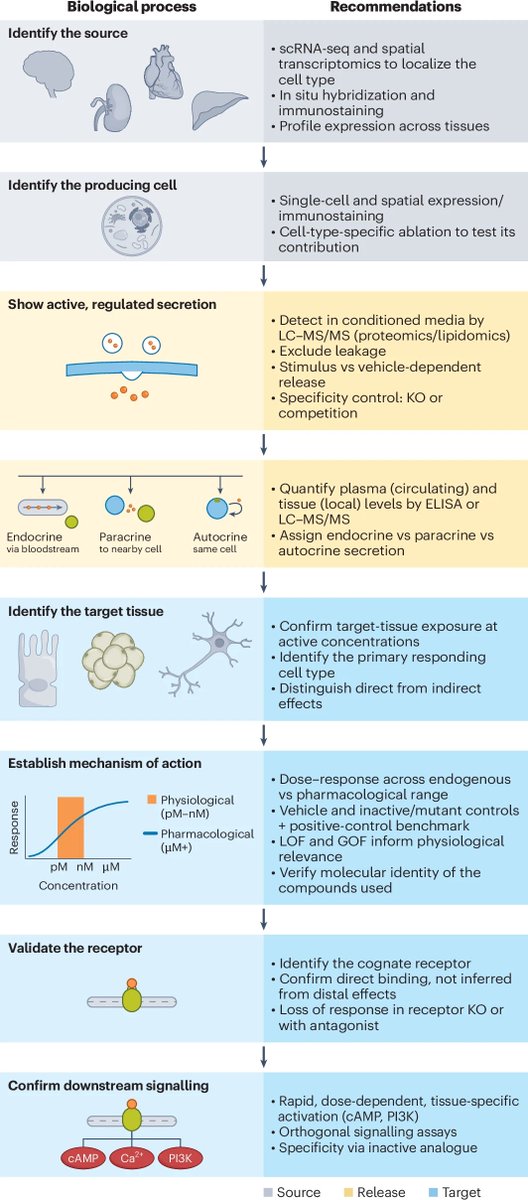 NatMetabolism's tweet photo. COMMENT | @SvenssonLab et al (@StanfordDRC)

This Comment discusses core considerations when assigning molecules as bona fide #Secreted signals and linking them to #InterorganCommunication and #MetabolicPhysiology

https://t.co/ucKYMQ2Re9 https://t.co/EF7IgjUXWz
