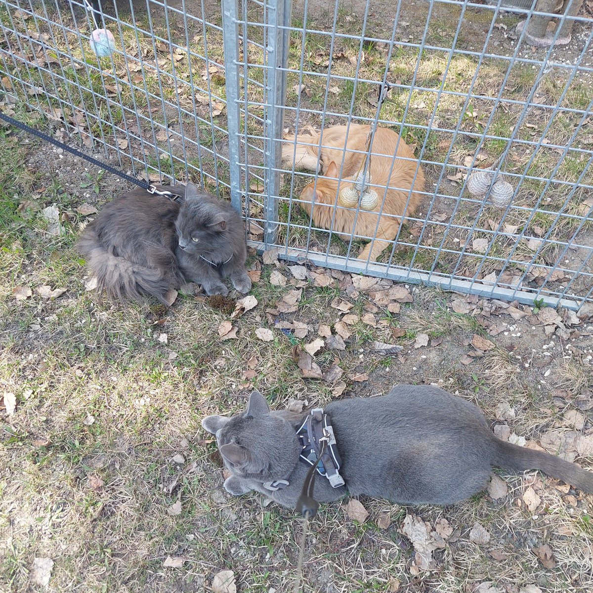 sayustara's tweet photo. Cat meeting 🐱 -old picture. https://t.co/mUYXmCv5RQ