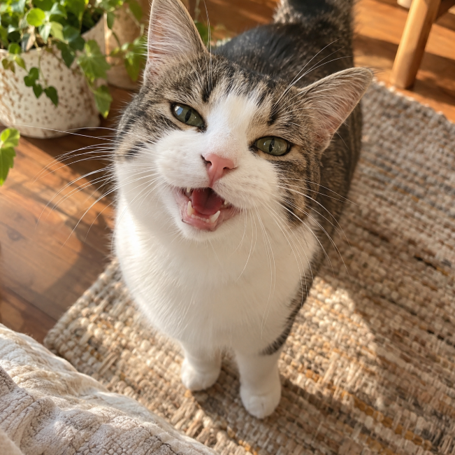 animaltoocute's tweet photo. 話しかけると目を細めてくれるだけなのに、ちゃんと会話できたような気持ちになる。猫との暮らしは、こんな瞬間の積み重ねですね。 https://t.co/DOpOEw30kK