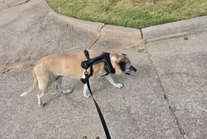 Stephanie13666's tweet photo. Which of these two dogs do you like better?🐶#Cute https://t.co/9EBaVadEWH