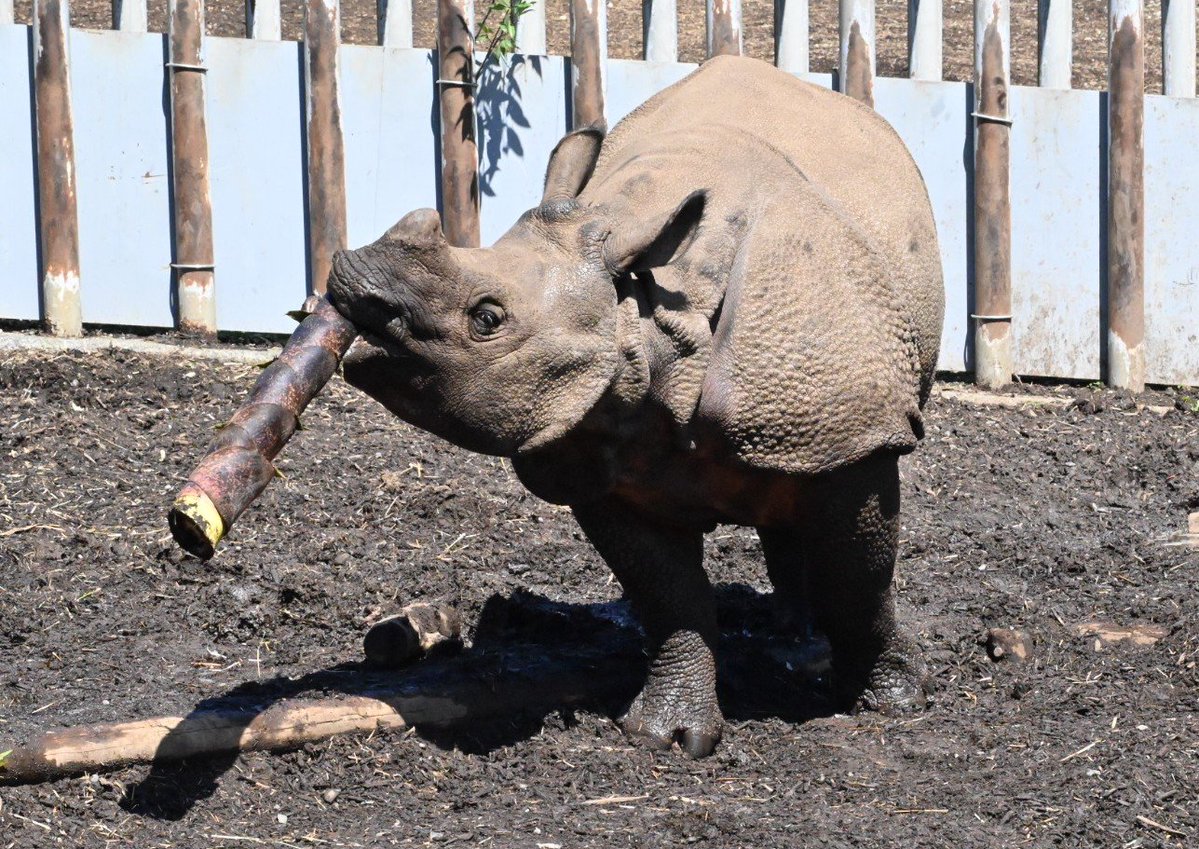 kurutu6's tweet photo. みんな　しあわせに
くらせますように🦏

📷️2026.4 #多摩動物公園
#インドサイ　#デコポン
#世界サイの日 https://t.co/mQFtH8L3uH