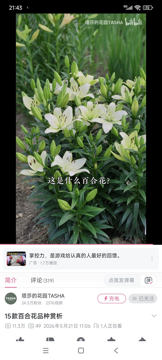 SuiYoSY's tweet photo. 我突然发现绿白色的百合好像有些眼熟？

这照片上是你吗？童年百合？
也就是在我花盆里安静长大的那个？居然还会有这种巧合啊…… https://t.co/J6gXgEs9Ik