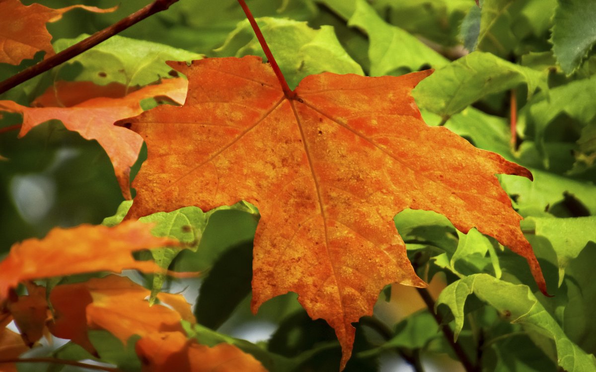 HCJosey's tweet photo. Fall is finally here!! Colors are popping and things are about to get very, very beautiful. Happy Mabon!!! 📷 https://t.co/dJdtqs20Aa