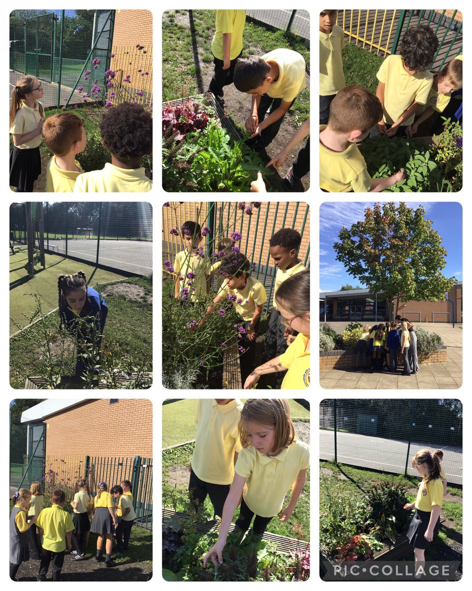 Miss4G's tweet photo. In Science, children have been classifying different plants into flowering or non-flowering. We then went outside to look at the plants on our school grounds to observe their features and explain which group they’d belong to. @HollinPrimary https://t.co/tUgz81WMud